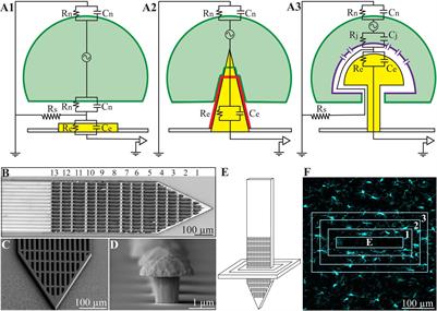 Ultrastructural Analysis of Neuroimplant-Parenchyma Interfaces Uncover Remarkable Neuroregeneration Along-With Barriers That Limit the Implant Electrophysiological Functions